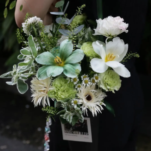 Pack Hoa Tulip Trắng Xanh